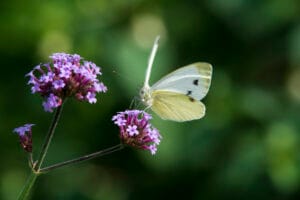 Foto © Bertie Woehouses