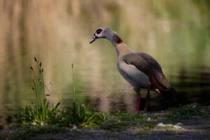 Foto © Bertie Woehouses